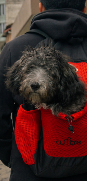 Mochilas para Perros